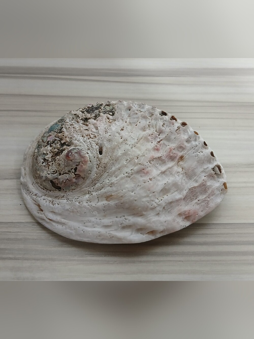 Genuine Abalone Shell - Picture 9 of 13